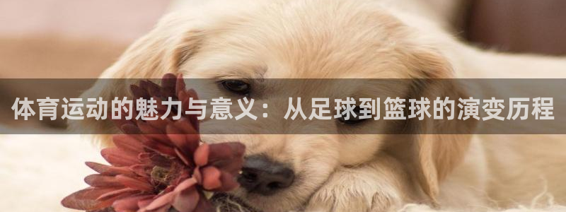 J9官网下载招商电话：体育运动的魅力与意义：从足球到篮球的演
