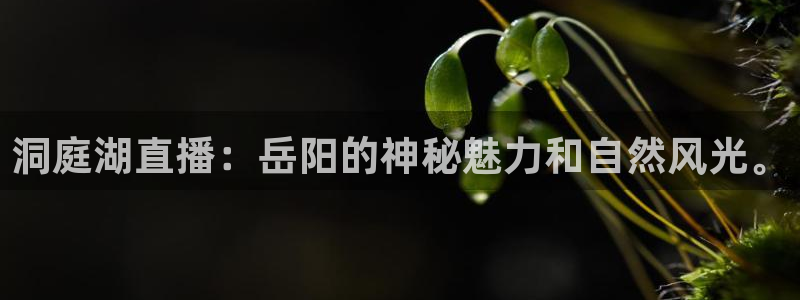看球吧jrs低调直播：洞庭湖直播：岳阳的神秘魅力和自然风光。